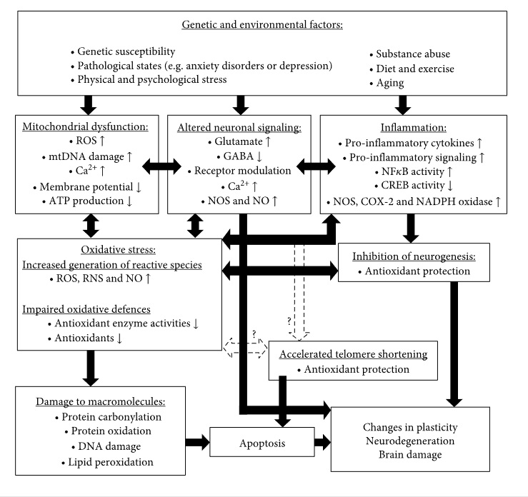 a flow chart showing influences in oxidative stress